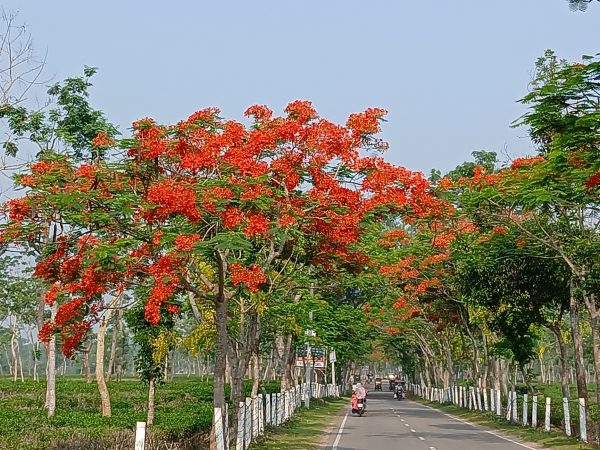 শ্রীমঙ্গলে বাড়তি সুন্দর্য ছড়াচ্ছে কৃষ্ণচূড়া ফুল