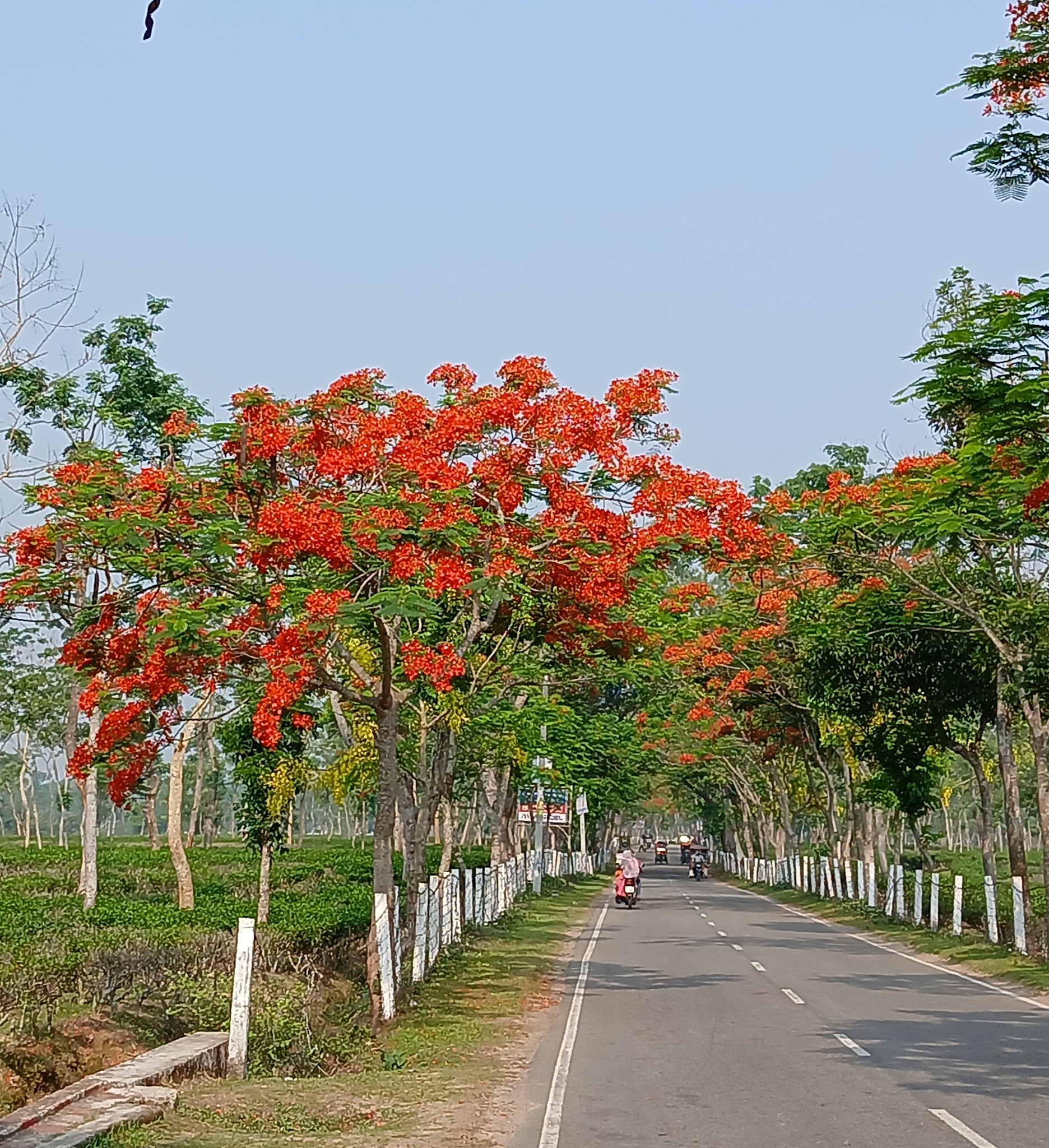 শ্রীমঙ্গলে বাড়তি সুন্দর্য ছড়াচ্ছে কৃষ্ণচূড়া ফুল