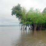 জলোচ্ছ্বাসে প্লাবিত সুন্দরবন