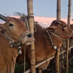 মৌলভীবাজারে স্থায়ী পশুর হাট জমে উঠেছে, অস্থায়ী হাট গুলো এখনও  ফাঁকা