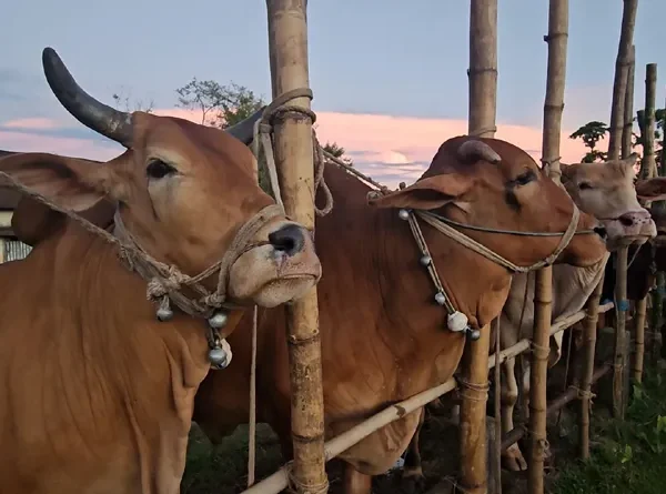 মৌলভীবাজারে স্থায়ী পশুর হাট জমে উঠেছে, অস্থায়ী হাট গুলো এখনও  ফাঁকা