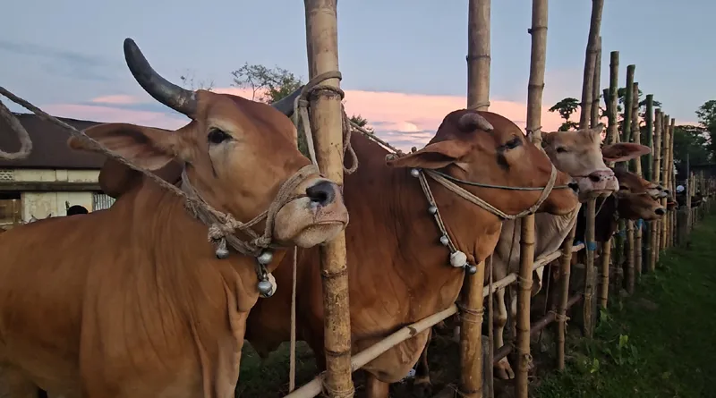 মৌলভীবাজারে স্থায়ী পশুর হাট জমে উঠেছে, অস্থায়ী হাট গুলো এখনও  ফাঁকা